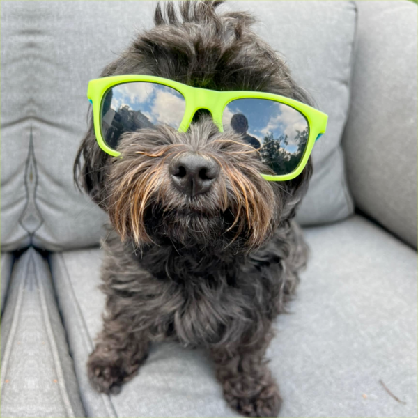 Foto von Hundes