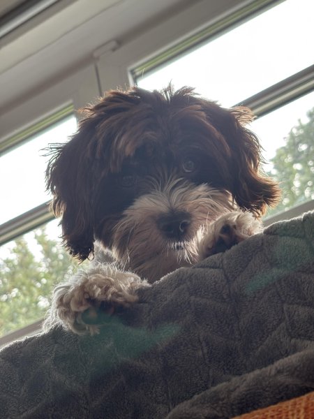 Foto von Hundes