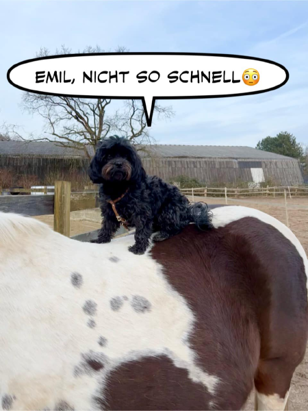 Bild zu Eintrag 